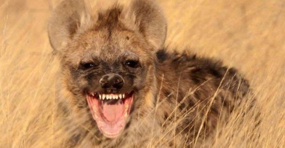 Hyeny: Zlověstně se chechtající amazonky buše