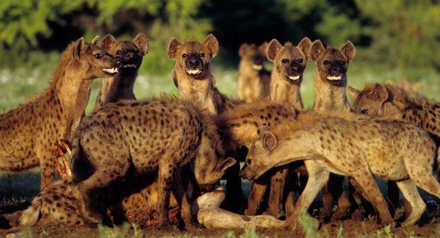 Manželé pod pantoflem: U hyen vládnou samice