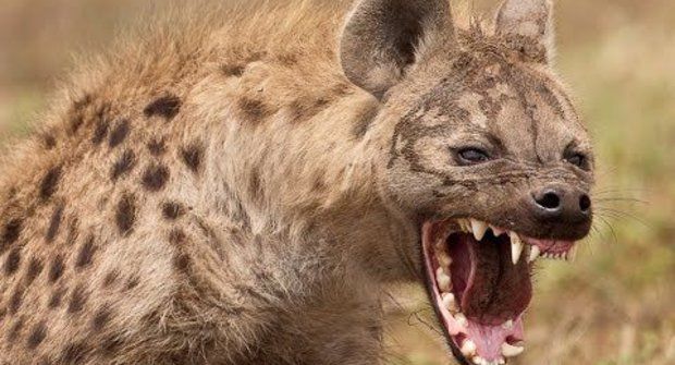 Tajná zbraň hyen: Buldočí stisk