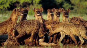 Manželé pod pantoflem: U hyen vládnou samice 