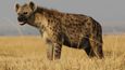 Hyeny, zlověstně se chechtající amazonky buše
