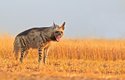 Hyena žíhaná obývá většinu indického území, často i zemědělské oblasti