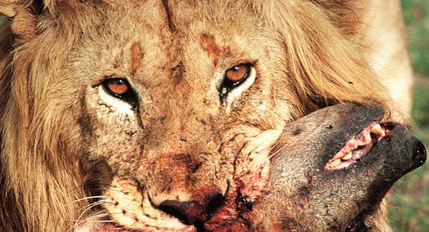Kdo je silnější? Válka mezi lvy a hyenami
