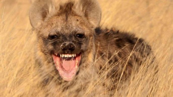 Hyeny, zlověstně se chechtající amazonky buše
