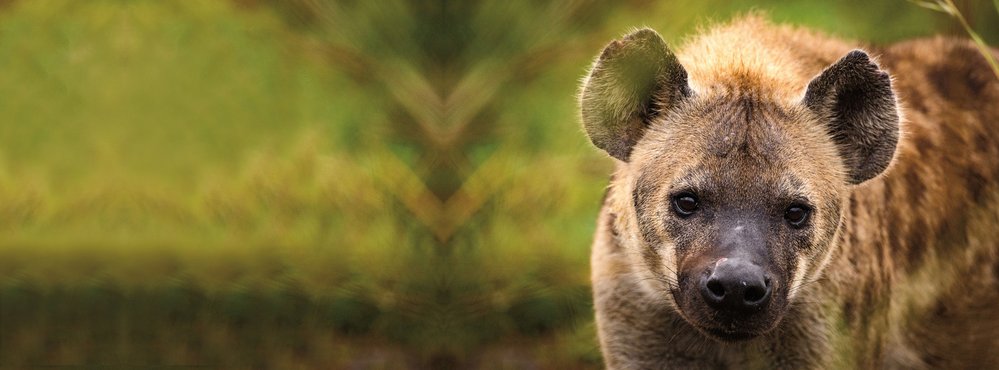 Proč hyeny skvrnité útočí na mnohem silnější lvy?