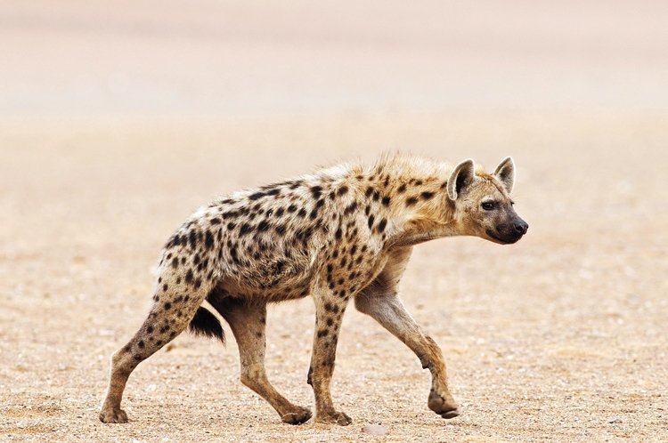 Hyena skvrnitá je největší druh hyeny v Africe, váží až 70 kg