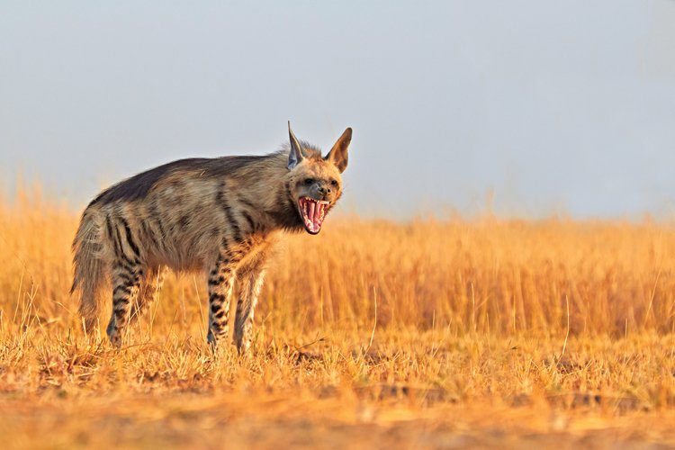 Hyena žíhaná obývá většinu indického území, často i zemědělské oblasti