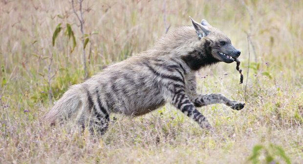 Záhadný aardwolf: Kde se vzala první hyenka?