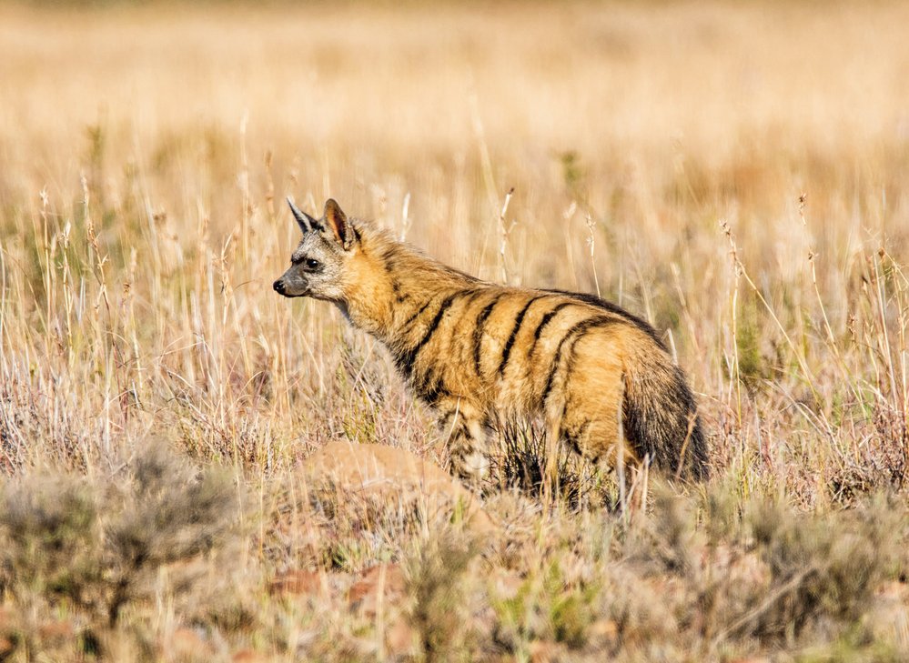 Hyenka je trochu podobná cibetkovitým šelmám, se kterými hyeny mají společné předky