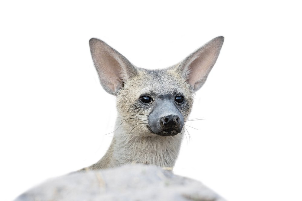 Hyenka hřivnatá je nejmenší ze všech čtyř druhů žijících hyen