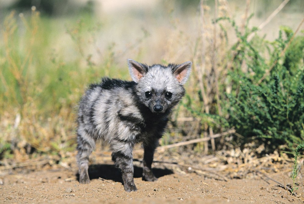 Mláďata hyenky hřivnaté přicházejí na svět v norách. Vycházet začínají, když je jim měsíc