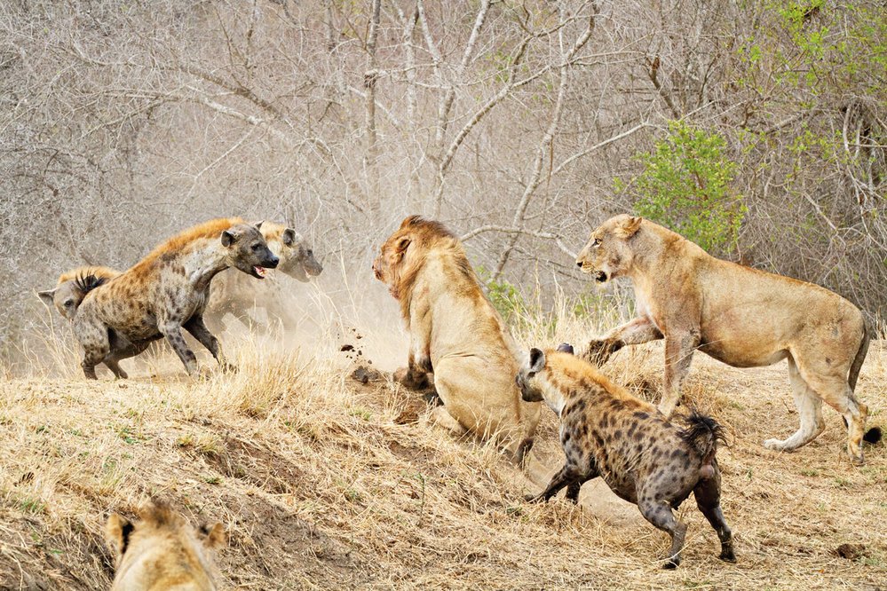 Hyena skvrnitá s mohutnými čelistmi. Postaví se i lvům