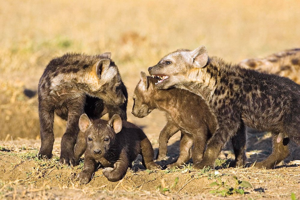 V klanu hyen se rozmnožují jen vůdčí samice, o mláďata se společně starají všichni jeho členové