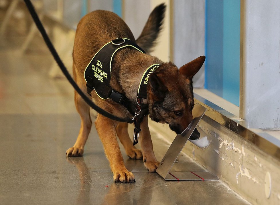 Celní správa spolu s letištěm vyzkoušela služební psi při vyhledávání covid pozitivních pacientů (11.2.2021)