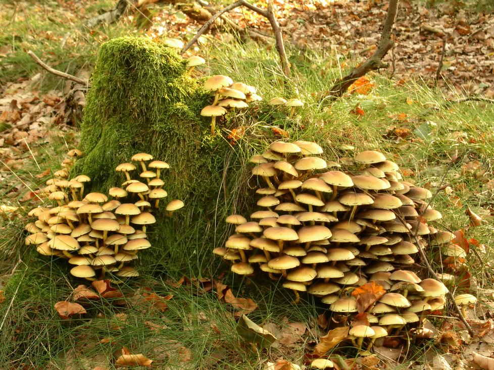 Jedovatá třepenitka svazčitá, další houba rostoucí na odumřelém dřevě. Má ale světle žlutý klobouk bez šupinek.