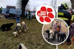 U Bělčic havarovala dodávka se 14 psy, jeden zemřel