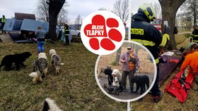 Nehoda problémové pejskařky stála život jednoho psa: Nezajištěných jich měla v autě 14!