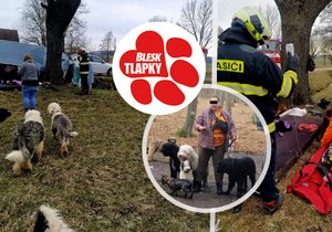 U Bělčic havarovala dodávka se 14 psy, jeden zemřel