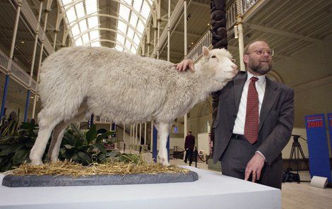 Wilmut s vycpanou ovcí Dolly, kterou vystavují v královském muzeu v Edinburghu.