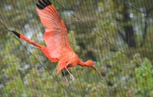 Po zimě se ibisové vrátili do venkovní voliéry: Rudý klenot vyletěl za sluncem