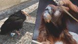 Nejen ibisové. Z výběhu v pražské zoo utekl i gepard, orangutan a dikobraz