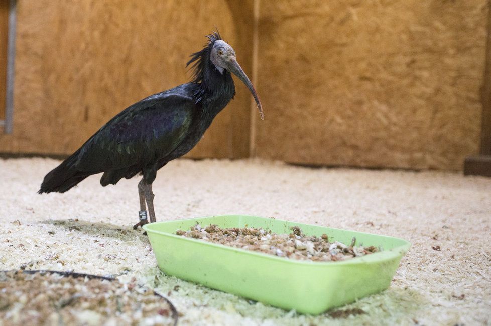 Ibis odchycený v Podolí je zpátky v rukou pečovatelů.