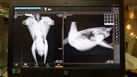 Pozor, vyletí ptáček: Takhle to ibisům slušelo na rentgenových snímcích