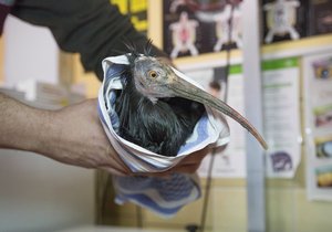 Šestnáctý ibis odchycený v Podolí.