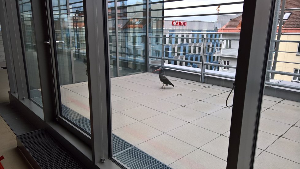 Ibis odpočíval na terase.