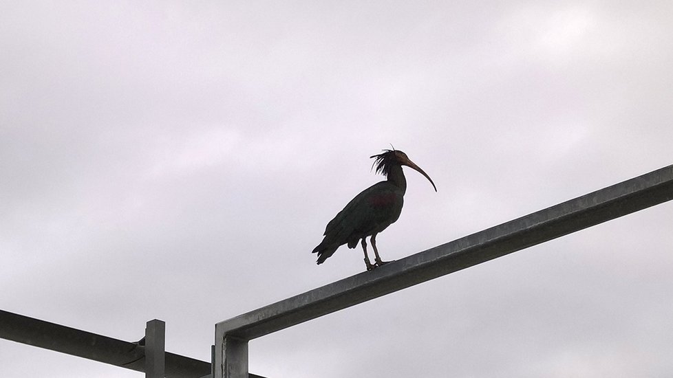 Tento ibis už také mohl být zpátky v zoo, ale nenechal se chytit a uletěl.