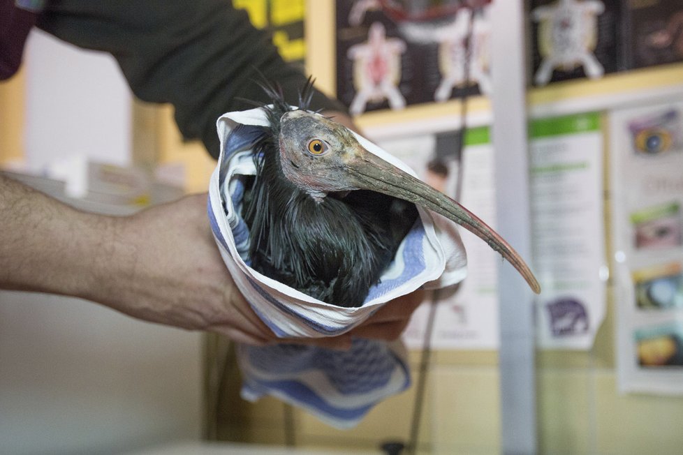 Šestnáctý ibis odchycený v Podolí