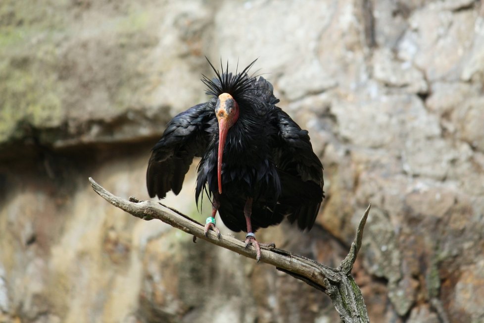 Z voliéry v pražské zoo ulétlo 18 ibisů.