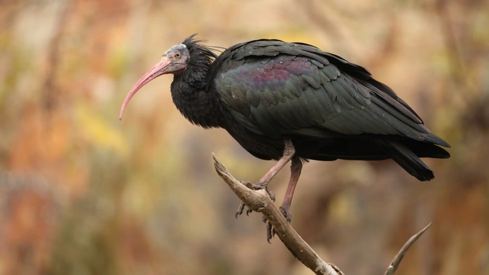 Ibis skalní je typický svým zobákem, který je na konci zahnutý.