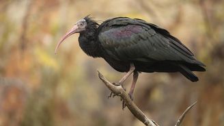 Pražská ZOO už odchytila 17 ulétlých ibisů. Zbývá poslední