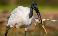 Hladový ibis a jeho boj se žábou: Dáš ty nohy k sobě?! 