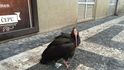 Ibis se procházel nedaleko redakce Blesk.cz. Ibis se procházel nedaleko redakce Blesk.cz.