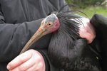 Fotografie z odchytu posledního ibisa