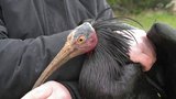 5 tisíc kilometrů, 900 hlášení: Nejzajímavější data o uprchlých ibisech