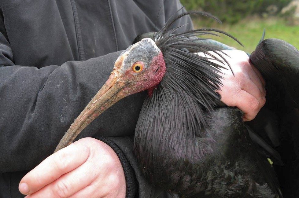Nejnovější fotografie z nedělního odchytu posledního ibise