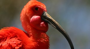 Smrtonosná migrace ibisů skalních 