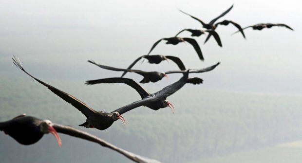 Pěstouni na ultralightu: Jak se ibisové naučili létat