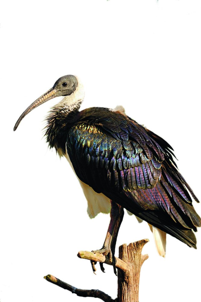 Hnízda si ibisové staví v rákosí nebo na nízkých stromech nad vodou, o mláďata se starají oba rodiče
