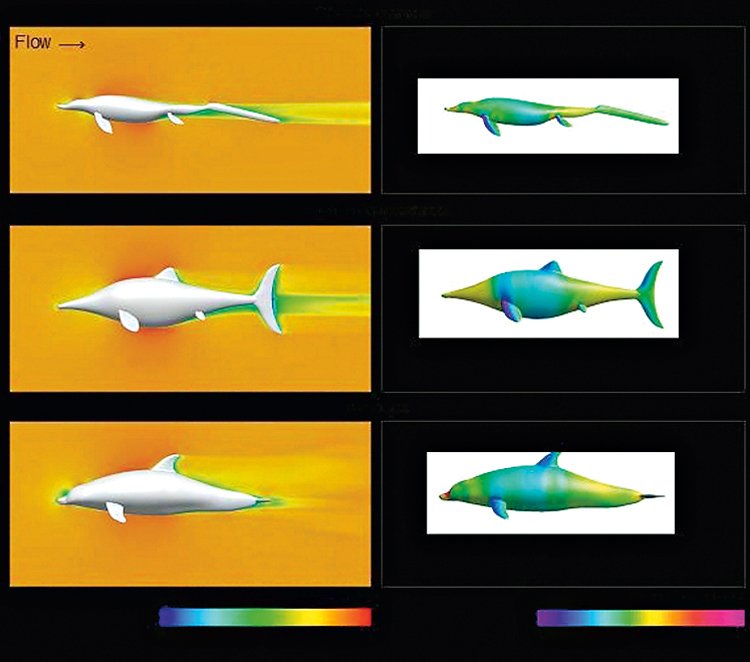 Počítačové simulace prokázaly, že primitivní i vývojově pokročilí ichtyosauři (nahoře a uprostřed) byli stejně výkonní plavci jako delfín skákavý (dole)
