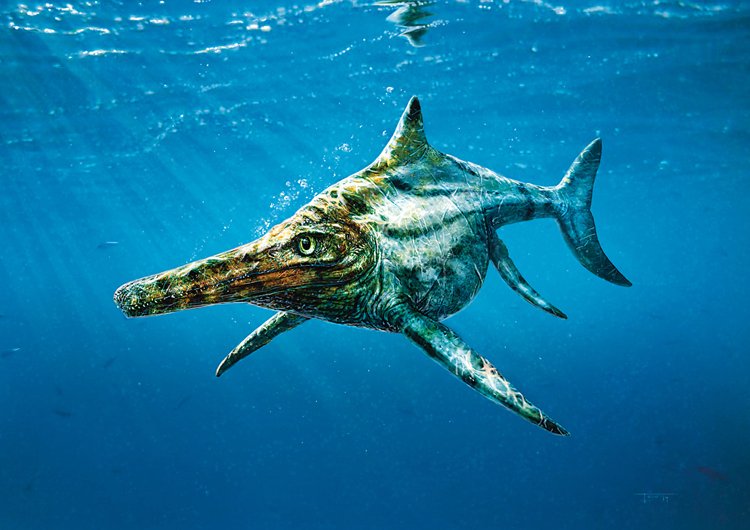 Dearcmhara shawcrossi je další ichtyosaurus z ostrova Skye. I on žil před 170 miliony let