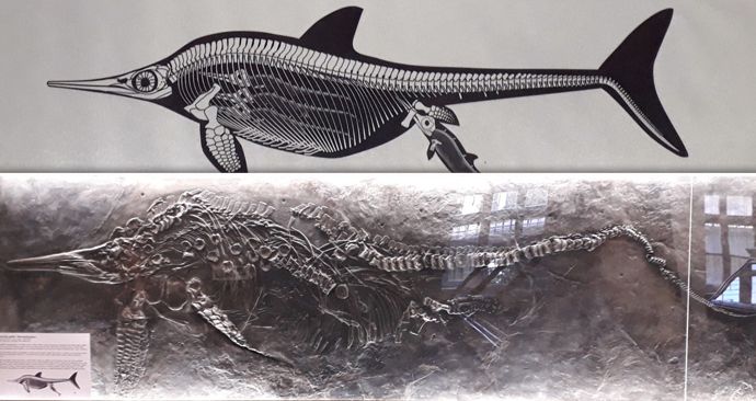 Ichtyosaurus, neboli rybovitý ještěr Stenopterygius, je největší druhohorní zkamenělinou, která je v České republice vůbec k vidění.