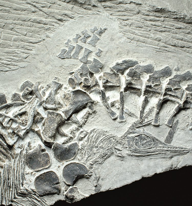 Živorodost ichtyosaurů prokázaly fosilie samic s mláďaty v břišní dutině