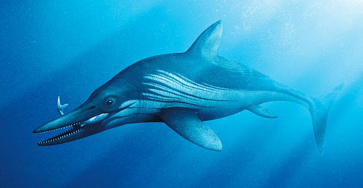 Delfín nebo ichtyosaurus? Druhá možnost je správná