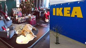 IKEA ubytovala ve své prodejně několik psů z ulice, aby nemuseli mrznout venku