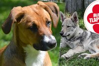 Psi v Rumunsku hladoví, jsou nemocní a žijí v hrozných podmínkách: Pomoci jim chce český spolek