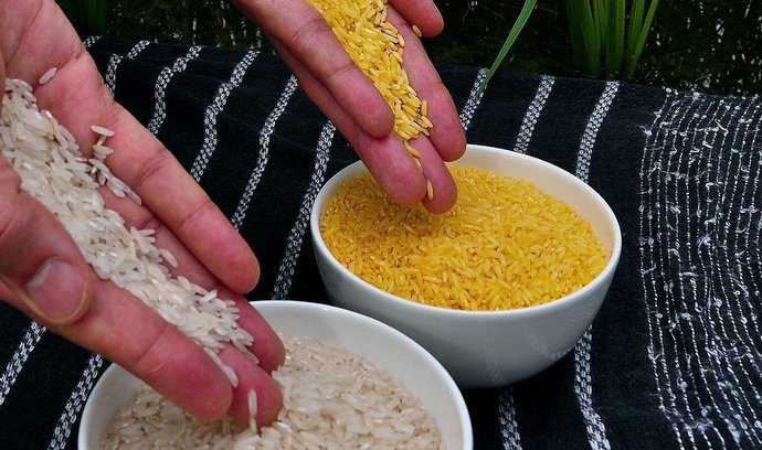 Ilustrační foto (geneticky modifikovaná zlatá rýže)